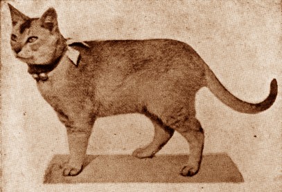 WCF Katzenausstellung Heppenheim